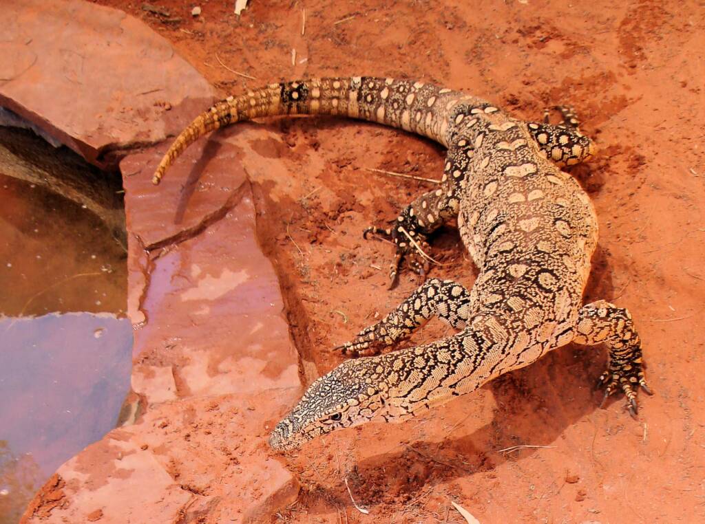 Friends in Alice Springs, Central Australia