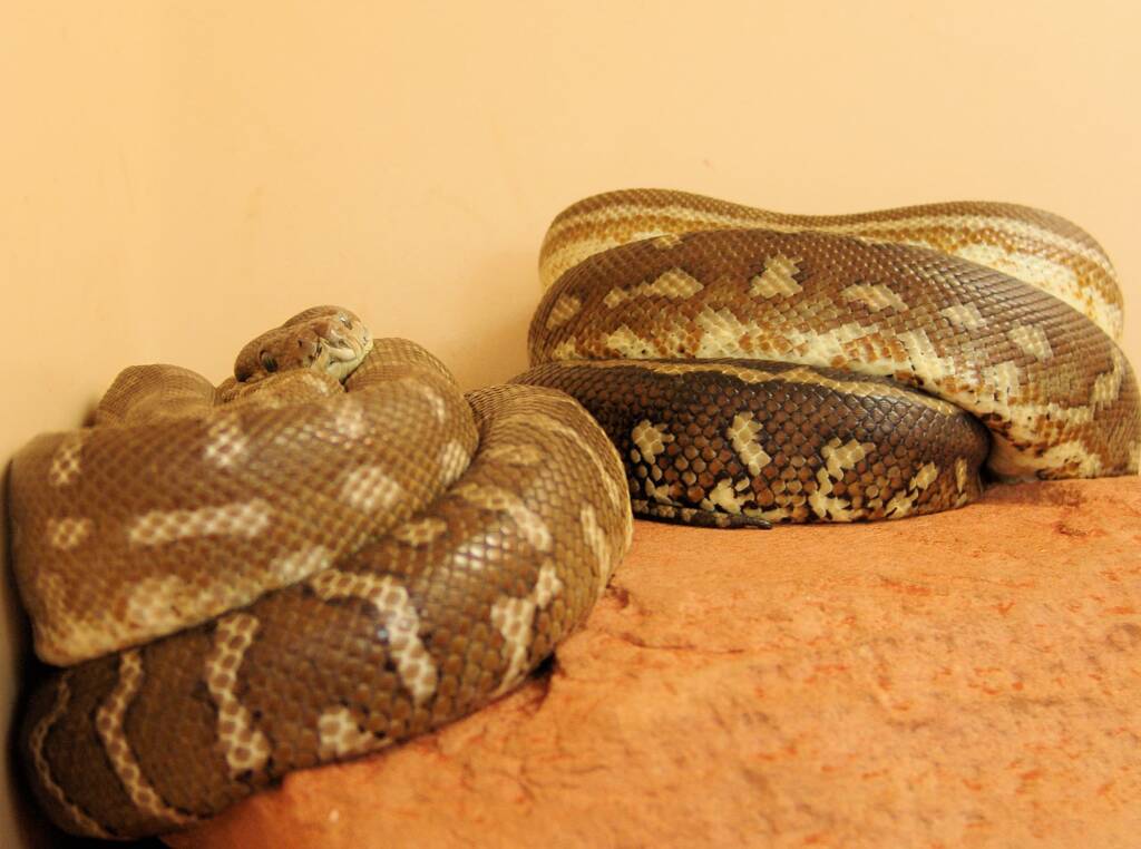 Friends in Alice Springs, Central Australia