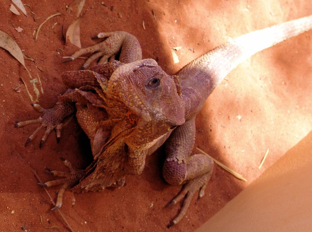 Friends in Alice Springs, Central Australia