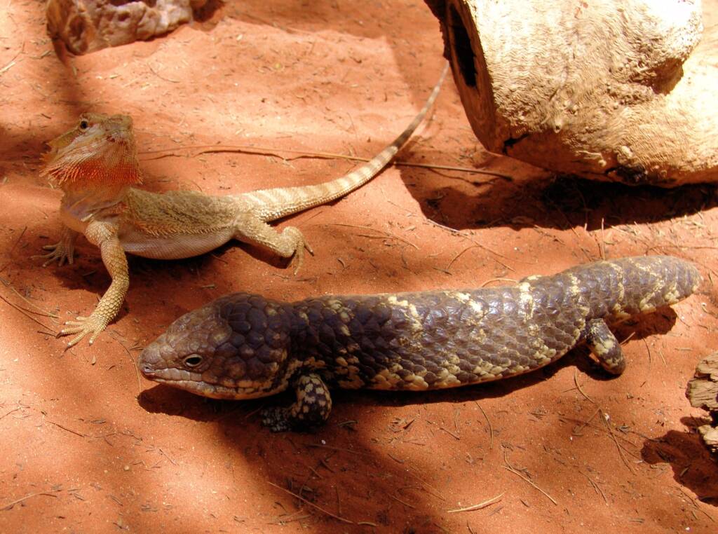 Friends in Alice Springs, Central Australia