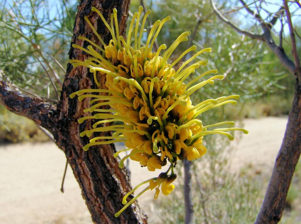 Friends in Alice Springs, Central Australia