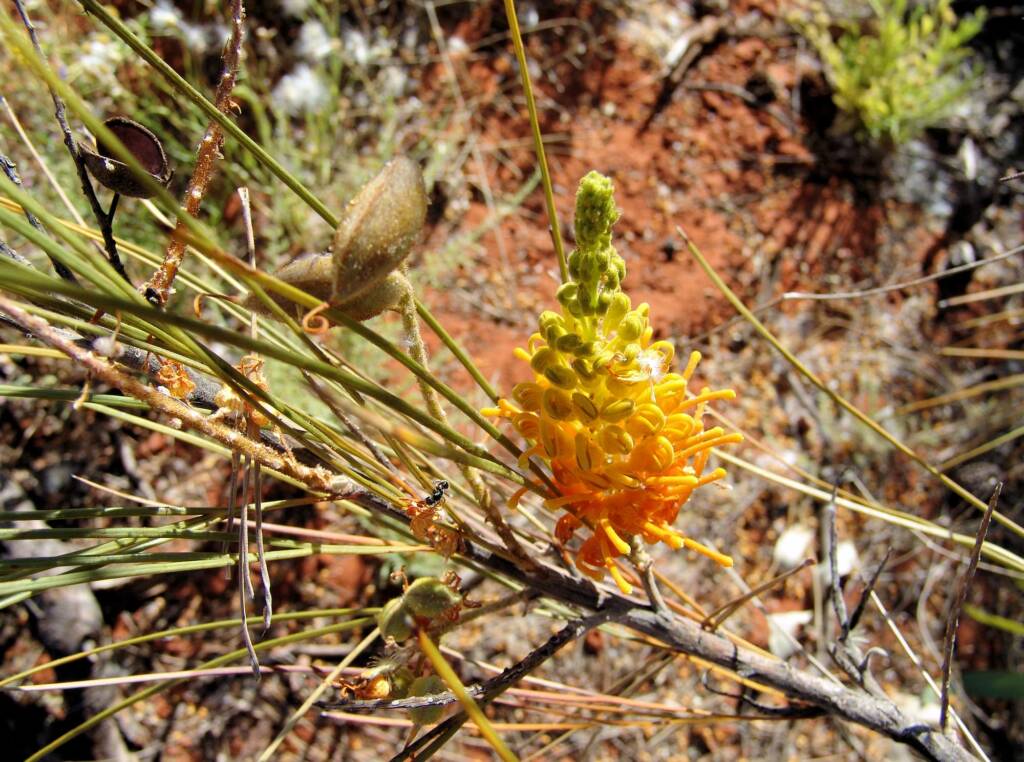 Friends in Alice Springs, Central Australia