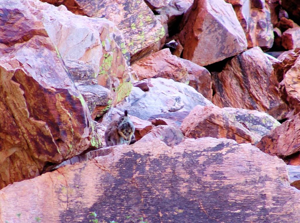 Friends in Alice Springs, Central Australia
