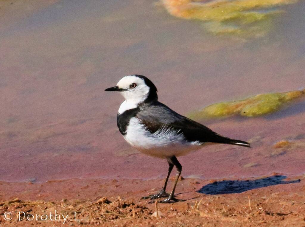 White-fronted Chat (Epthianura albifrons)