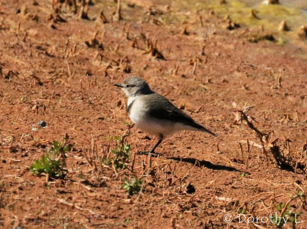 White-fronted Chat (Epthianura albifrons)