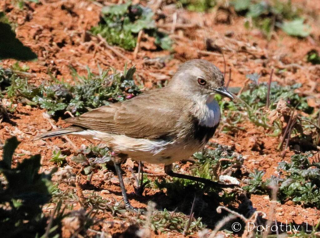 White-fronted Chat (Epthianura albifrons)