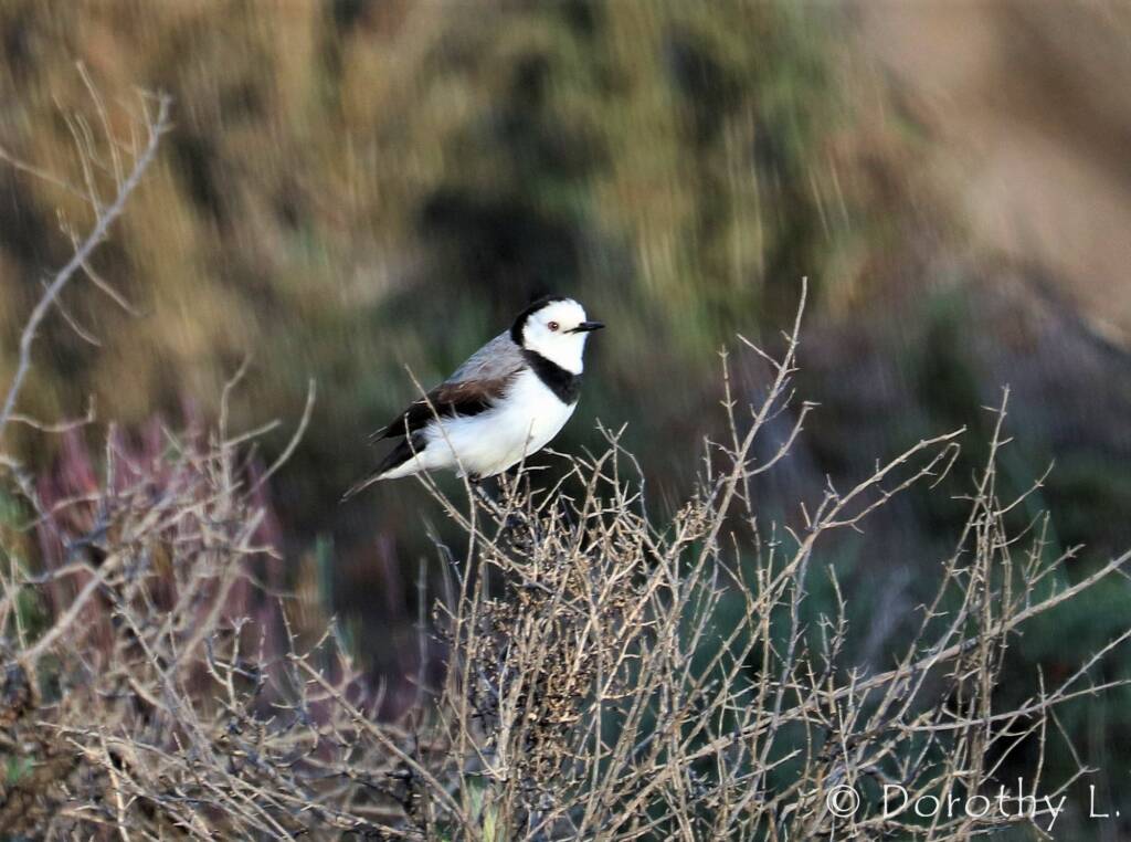 White-fronted Chat (Epthianura albifrons)