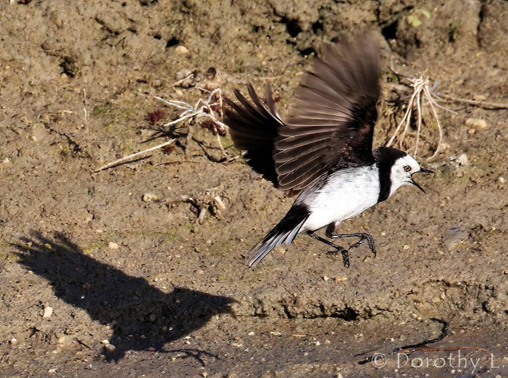 White-fronted Chat (Epthianura albifrons)