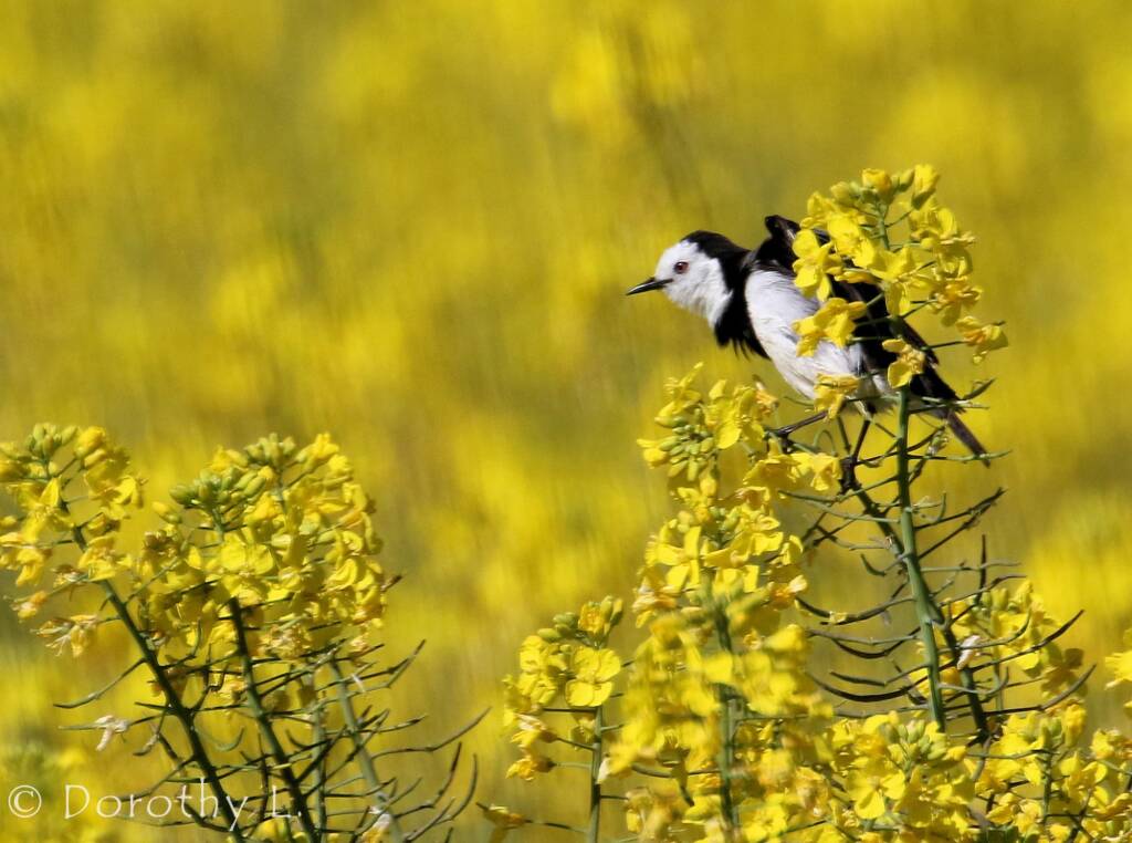 White-fronted Chat (Epthianura albifrons)