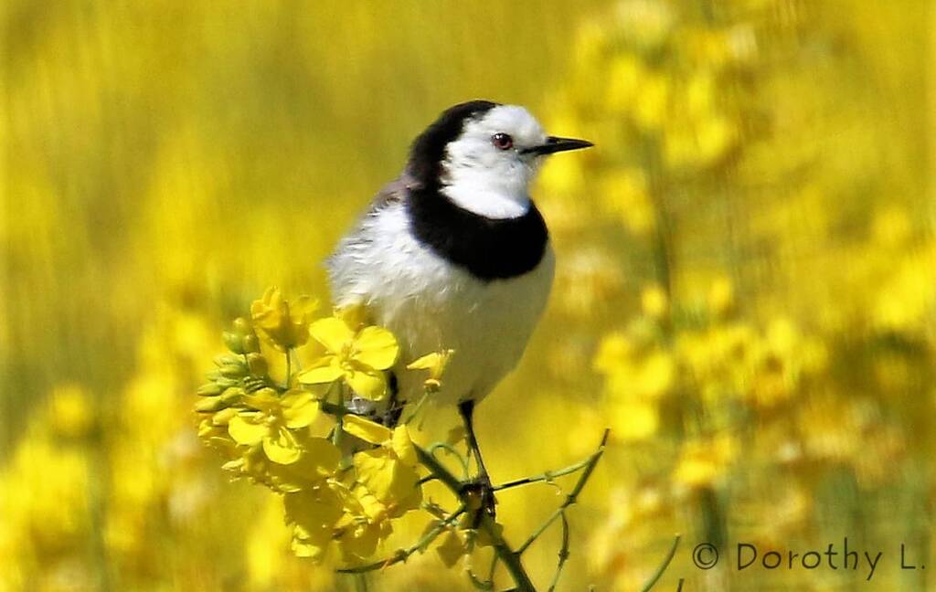 White-fronted Chat (Epthianura albifrons)