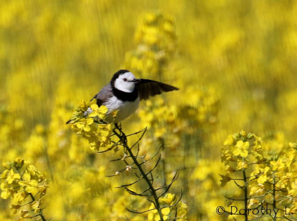 White-fronted Chat (Epthianura albifrons)
