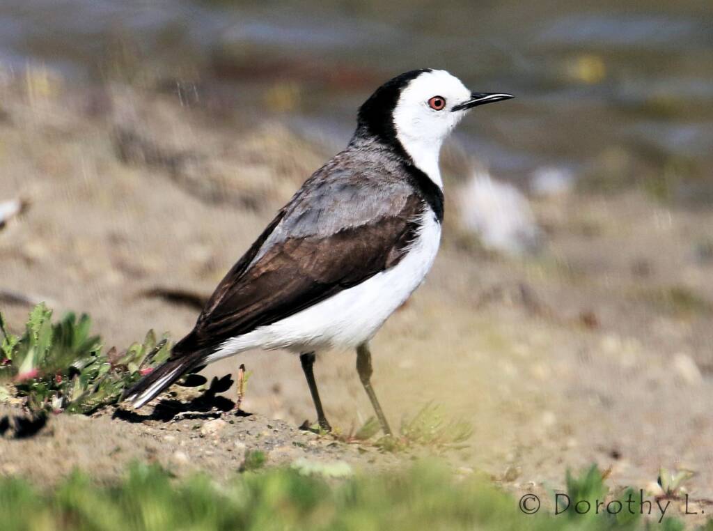 White-fronted Chat (Epthianura albifrons)