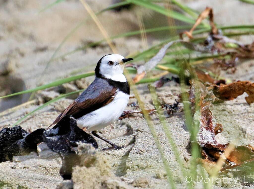 White-fronted Chat (Epthianura albifrons)