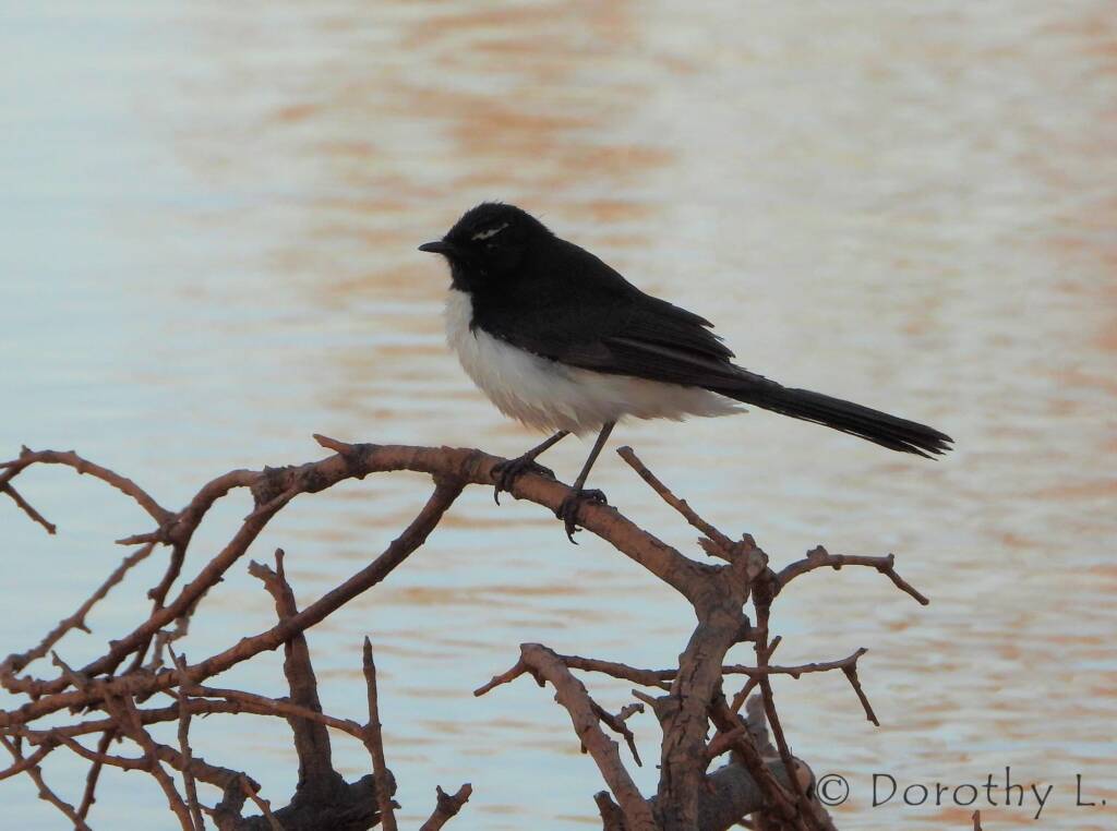 Willy Wagtail (Rhipidura leucophrys), Kunoth Bore, NT