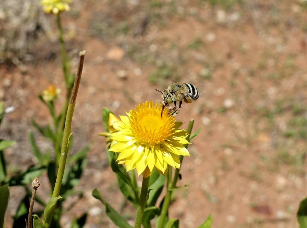 Amegilla chlorocyanea bee, Alice Springs Desert Park, NT