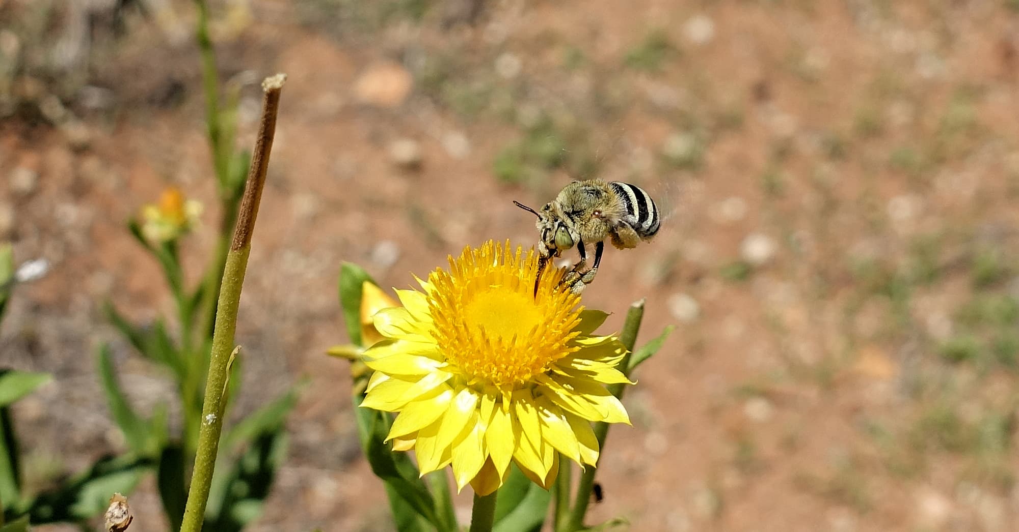 Amegilla chlorocyanea bee, Alice Springs Desert Park, NT