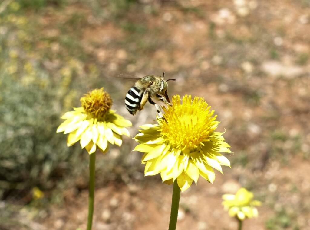 Amegilla chlorocyanea bee, Alice Springs Desert Park, NT