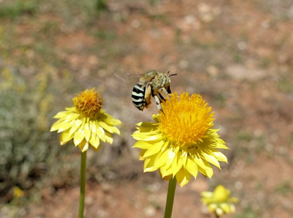 Amegilla chlorocyanea bee, Alice Springs Desert Park, NT