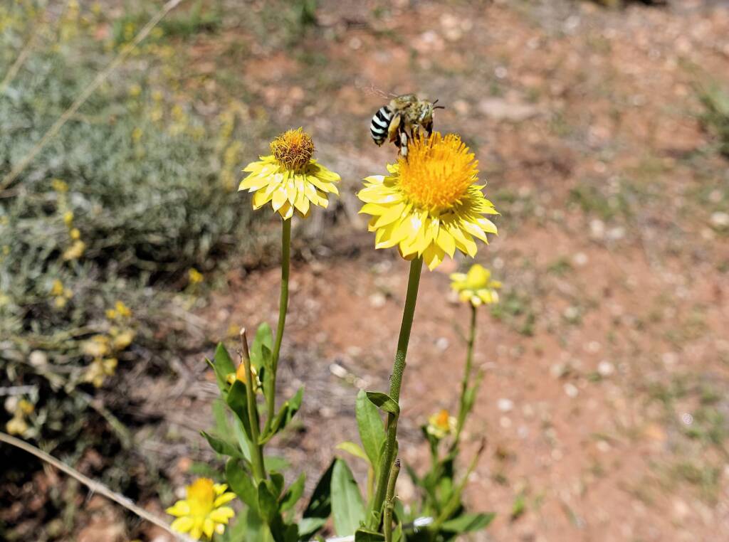 Amegilla chlorocyanea bee, Alice Springs Desert Park, NT