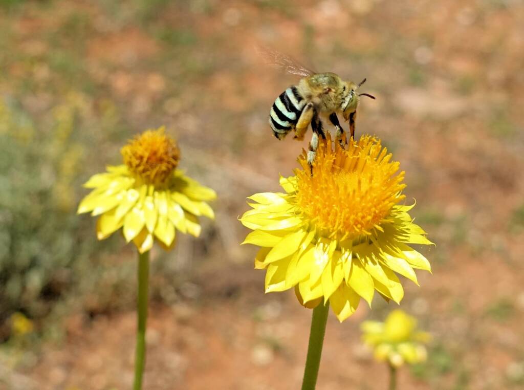 Amegilla chlorocyanea bee, Alice Springs Desert Park, NT