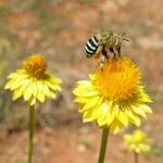 Amegilla chlorocyanea bee, Alice Springs Desert Park, NT