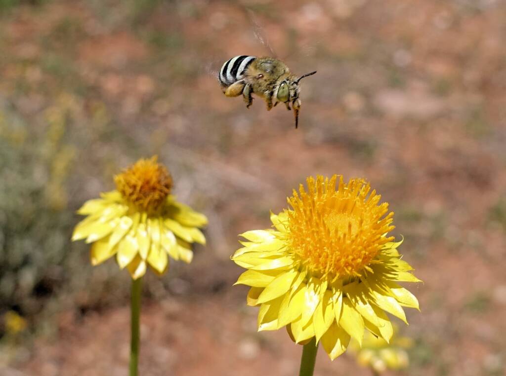 Amegilla chlorocyanea bee, Alice Springs Desert Park, NT
