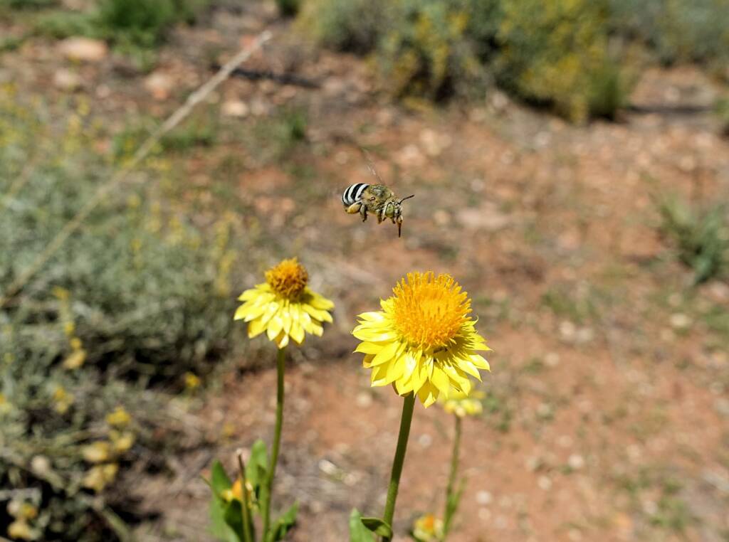 Amegilla chlorocyanea bee, Alice Springs Desert Park, NT