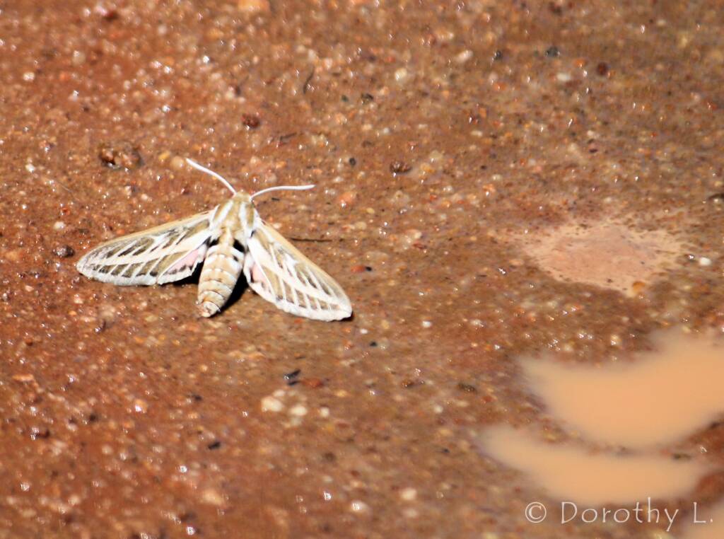 Australian Striped Hawk Moth (Hyles livornicoides), Simpsons Gap, NT