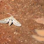 Australian Striped Hawk Moth (Hyles livornicoides), Simpsons Gap, NT