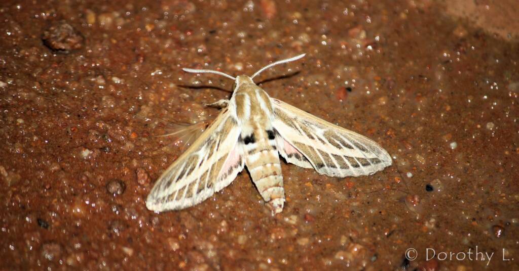 Australian Striped Hawk Moth (Hyles livornicoides), Simpsons Gap, NT