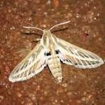 Australian Striped Hawk Moth (Hyles livornicoides), Simpsons Gap, NT