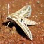 Australian Striped Hawk Moth (Hyles livornicoides), Simpsons Gap, NT