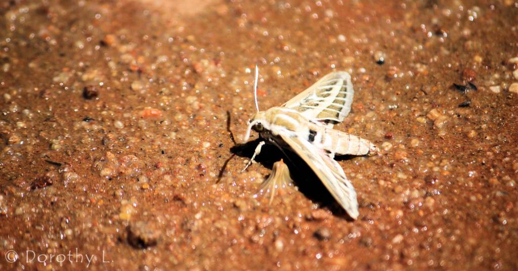 Australian Striped Hawk Moth (Hyles livornicoides), Simpsons Gap, NT
