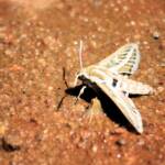 Australian Striped Hawk Moth (Hyles livornicoides), Simpsons Gap, NT