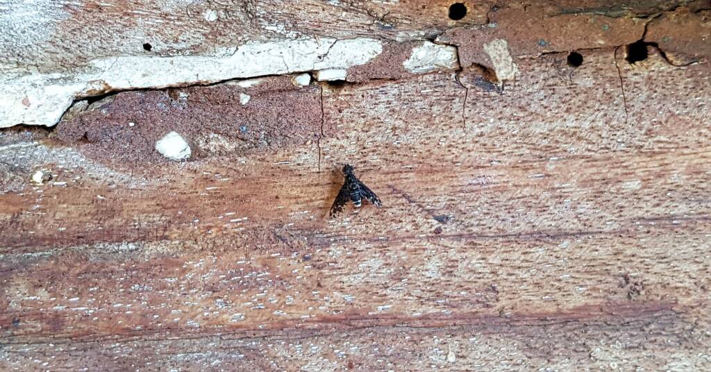 Bee fly, family Bombyliidae, genus Anthrax sp.
