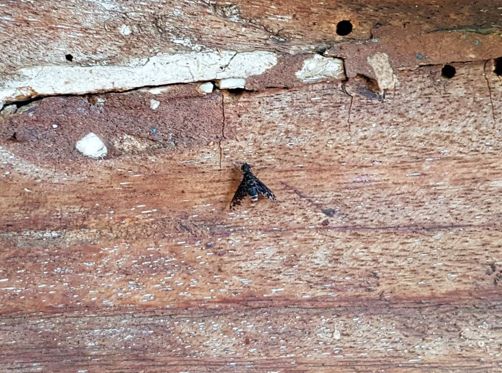 Bee fly, family Bombyliidae, genus Anthrax sp.