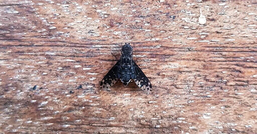 Bee fly, family Bombyliidae, genus Anthrax sp.