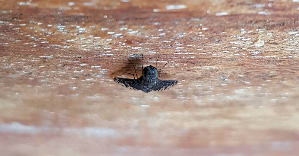 Bee fly, family Bombyliidae, genus Anthrax sp.