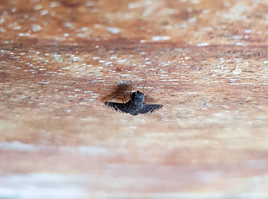 Bee fly, family Bombyliidae, genus Anthrax sp.