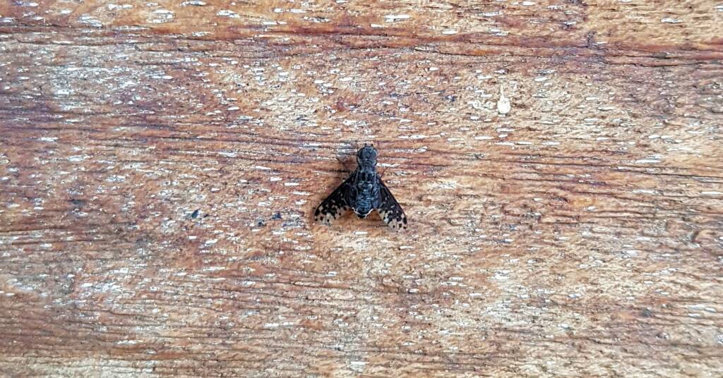 Bee fly, family Bombyliidae, genus Anthrax sp.
