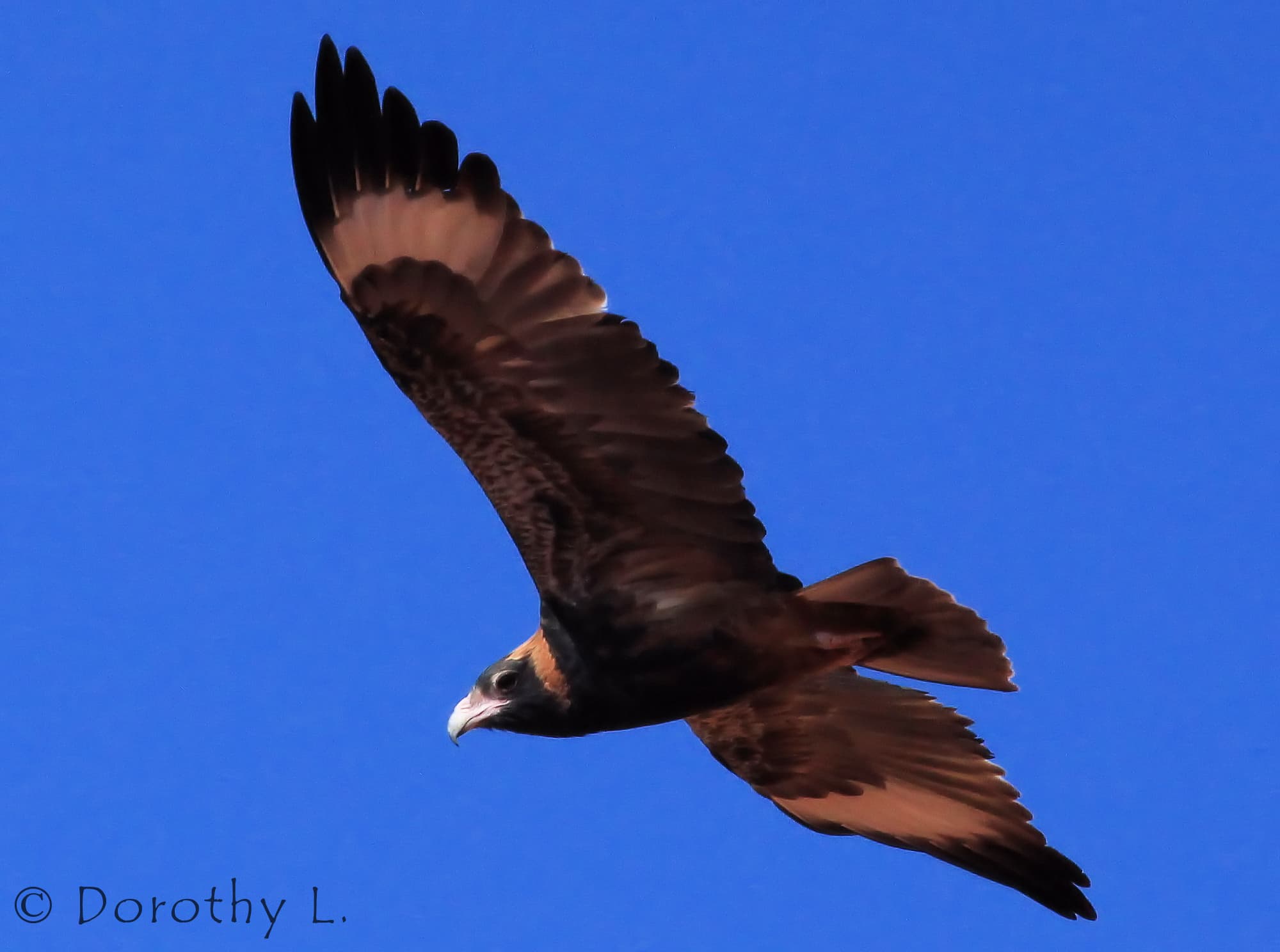 Black-breasted Buzzard (Hamirostra melanosternon), Simpsons Gap, NT