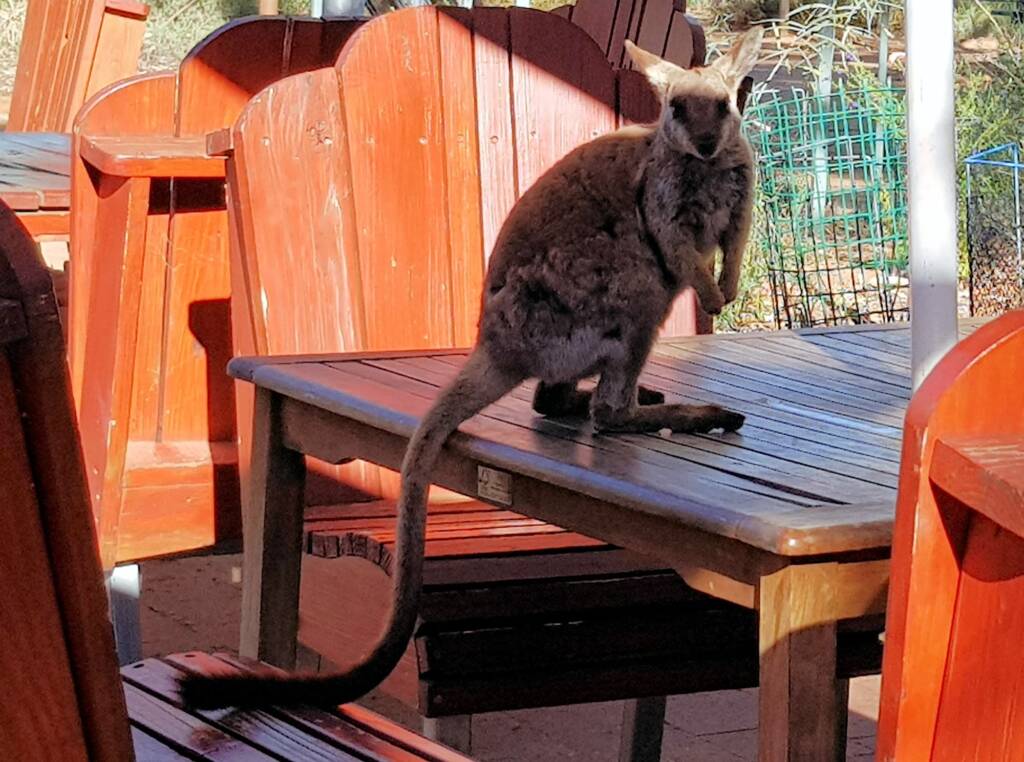 MacDonnell Range Rock-wallaby (Petrogale lateralis subsp.) (MacDonnell Ranges)