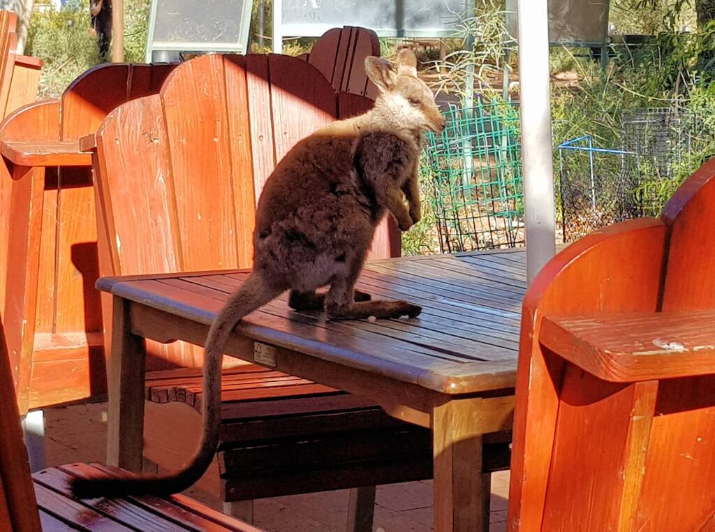 MacDonnell Range Rock-wallaby (Petrogale lateralis subsp.) (MacDonnell Ranges)