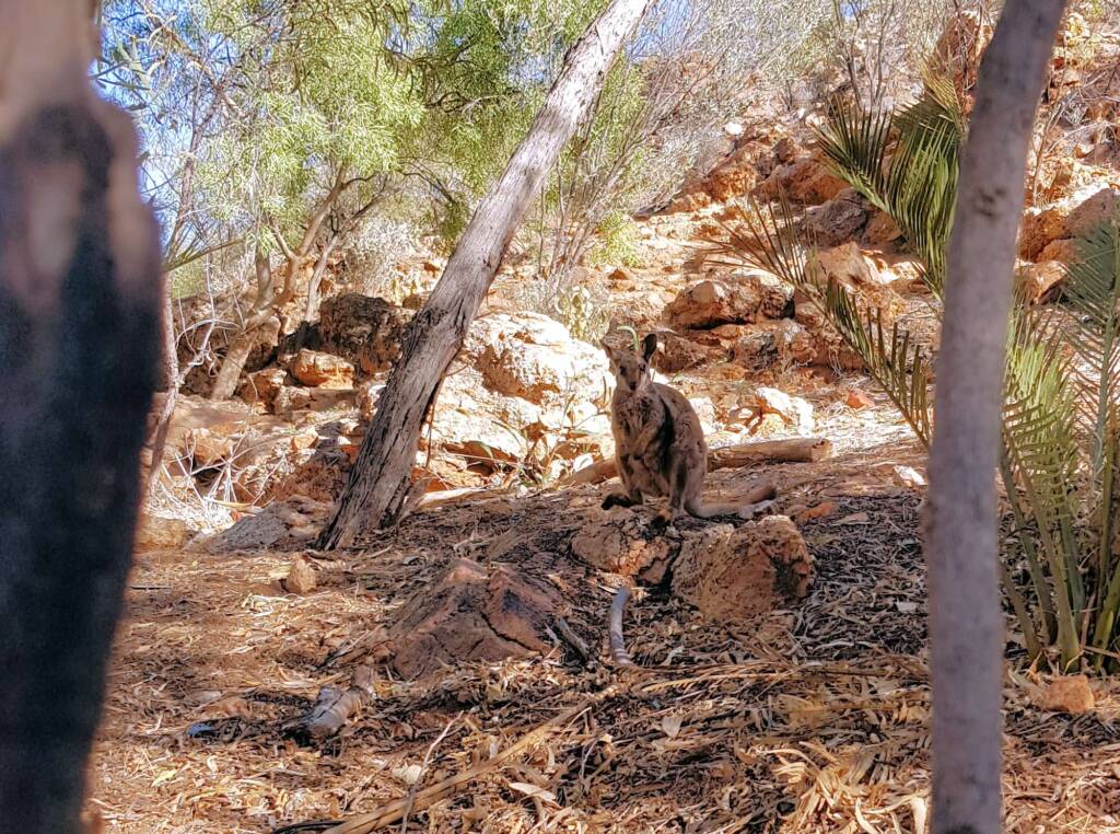 MacDonnell Range Rock-wallaby (Petrogale lateralis subsp.) (MacDonnell Ranges)