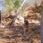 MacDonnell Range Rock-wallaby (Petrogale lateralis subsp.) (MacDonnell Ranges)