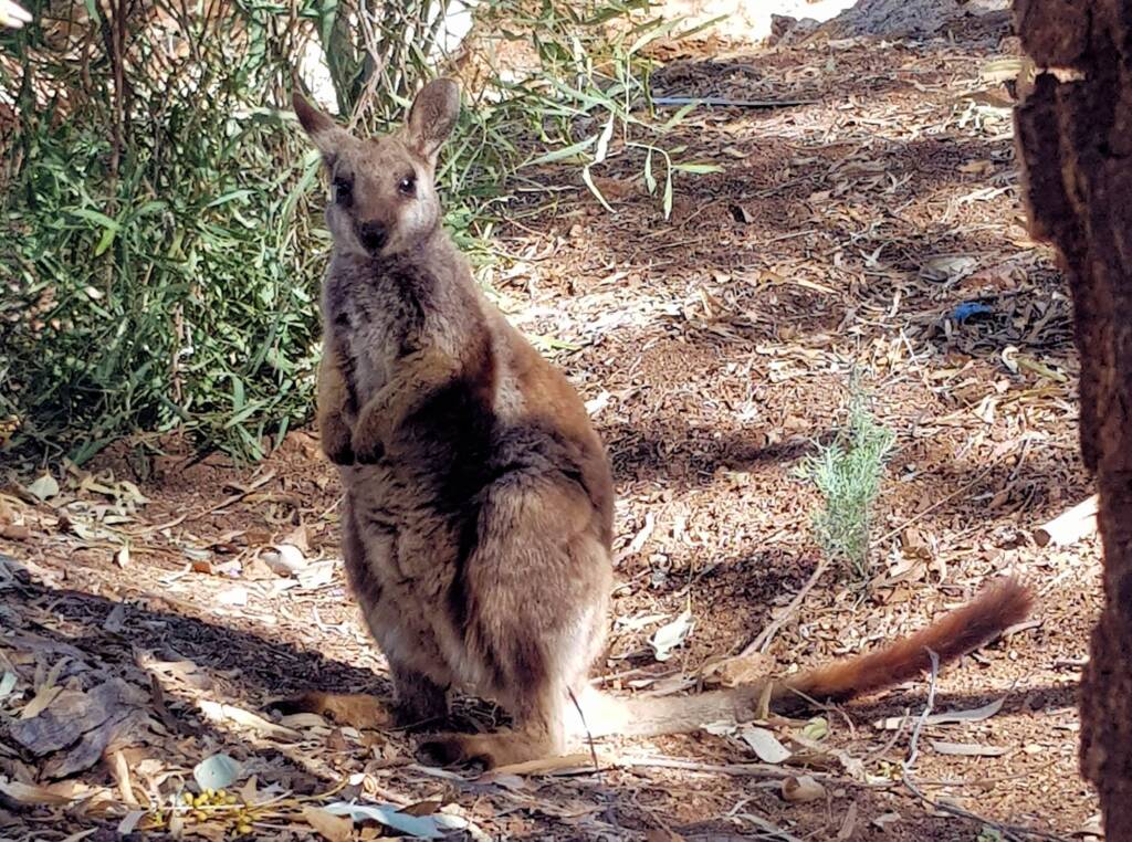 MacDonnell Range Rock-wallaby (Petrogale lateralis subsp.) (MacDonnell Ranges)