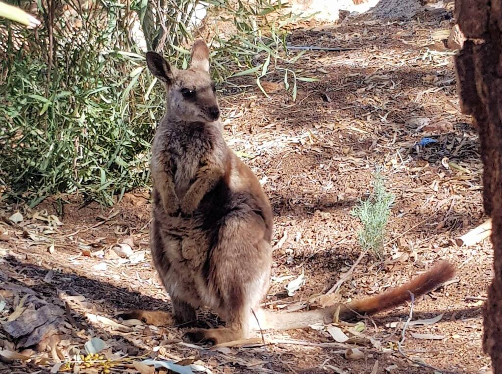 MacDonnell Range Rock-wallaby (Petrogale lateralis subsp.) (MacDonnell Ranges)