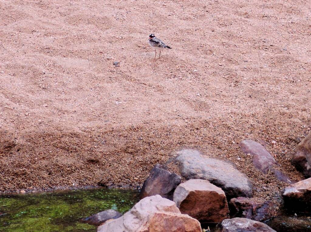 Black-fronted Dotterel (Elseyornis melanops), Simpsons Gap, NT