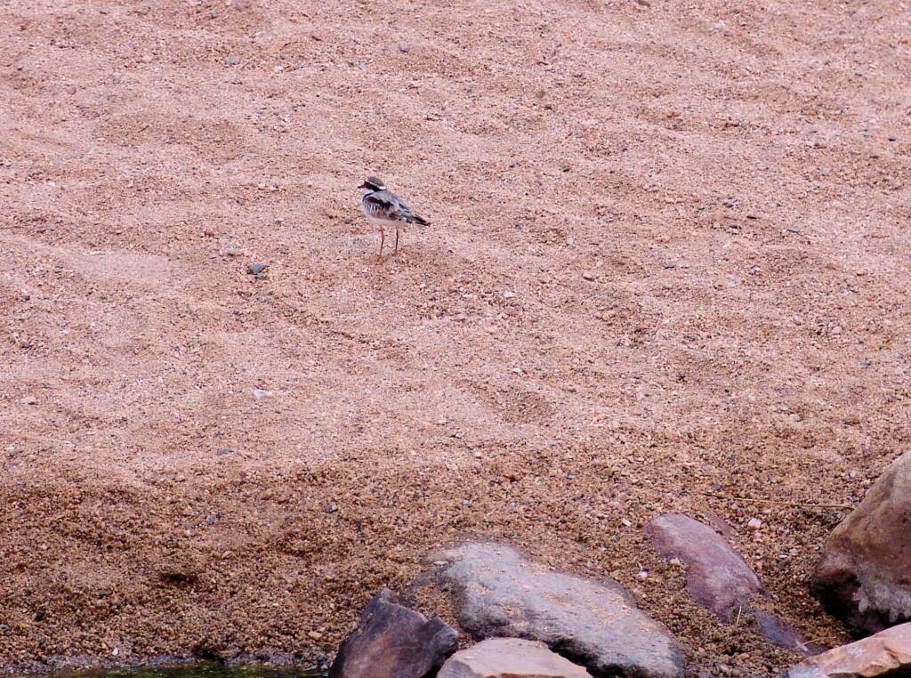 Black-fronted Dotterel (Elseyornis melanops), Simpsons Gap, NT
