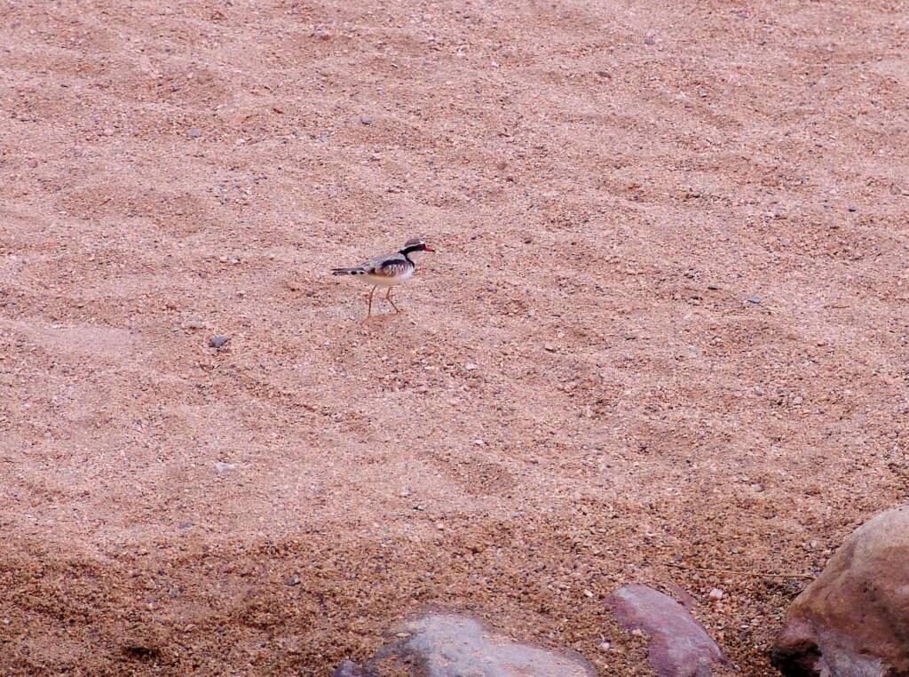 Black-fronted Dotterel (Elseyornis melanops), Simpsons Gap, NT